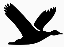 duck icon.jpg